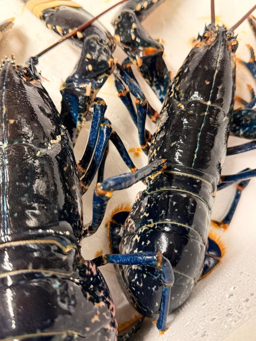 Deux homards bleus bretons vivants, réceptionnés en cuisine chez Ty Louis