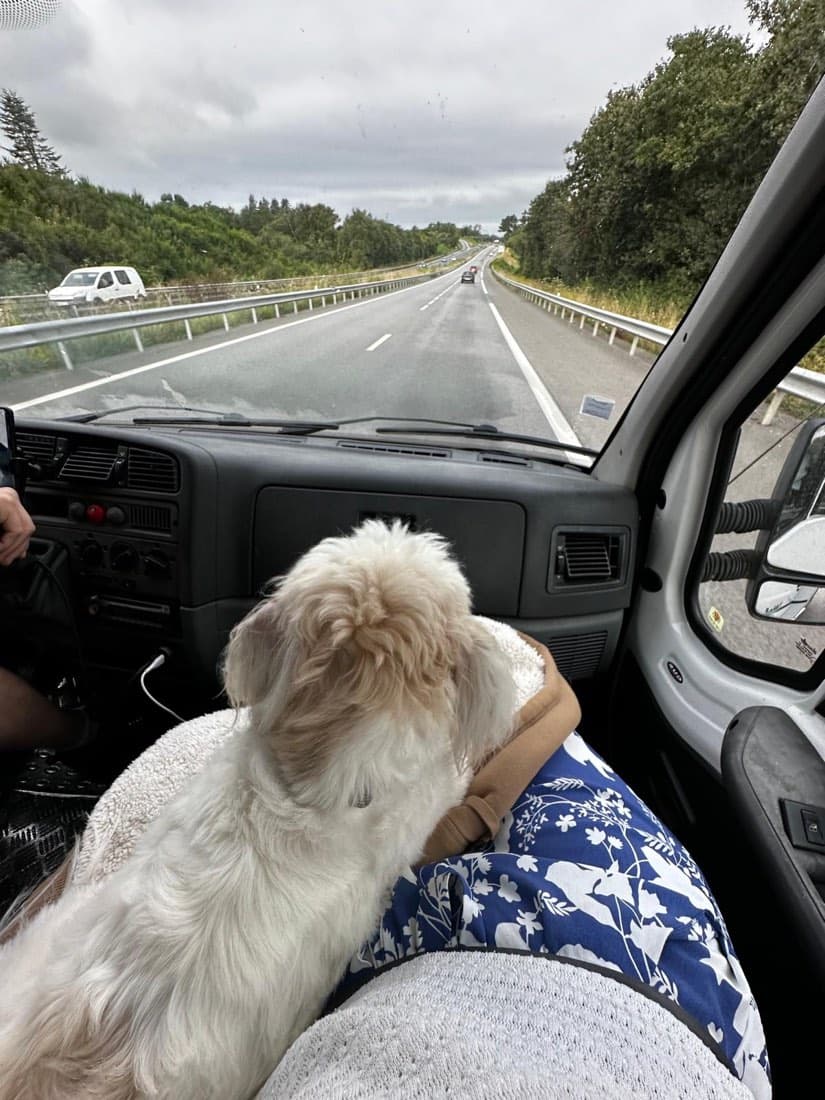 Le chien de la maison regarde la route depuis le camping-car, sur les routes de Bretagne